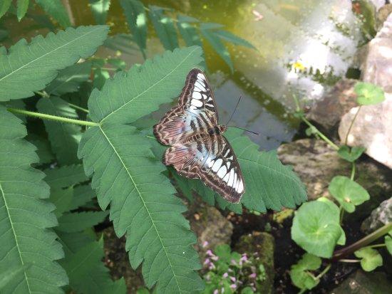 Earnley Butterflies Birds and Beasts